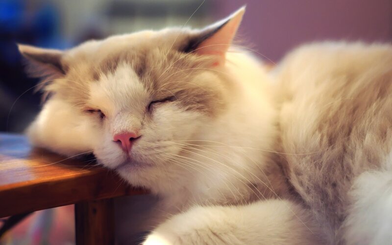 Fluffy Cat Sleeping — White, Peaceful, Photograph, Table