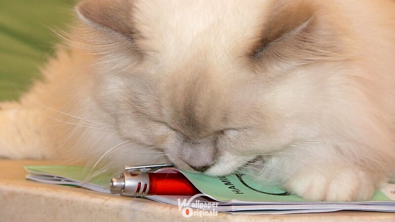 Fluffy Cat Sleeping — White, Peaceful, Photograph