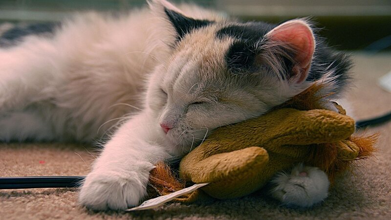 Fluffy Cat Sleeping — White, Peaceful