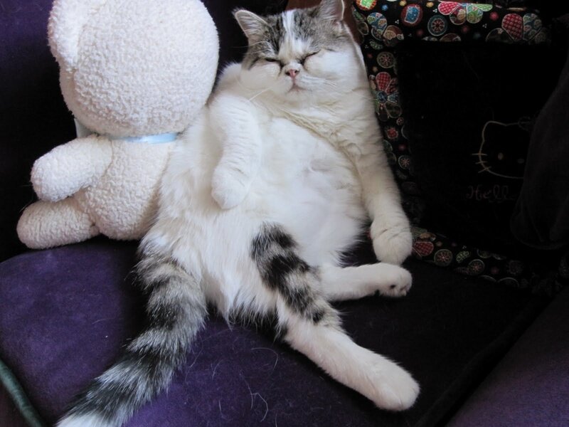 Fluffy Cat Sleeping — White, Relaxed