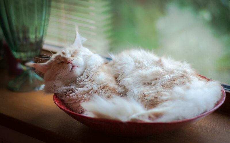 Fluffy Cat Sleeping — White, Serene, Morning