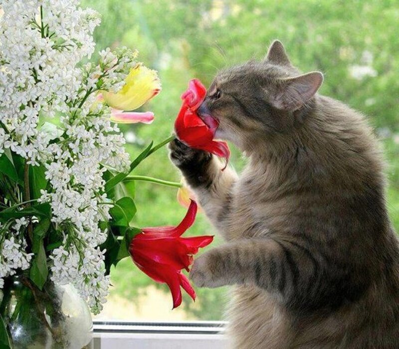 Fluffy Cat Smelling Flower