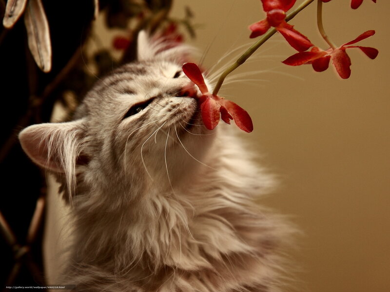 Fluffy Cat Sniffing Flower — Gray, Calm