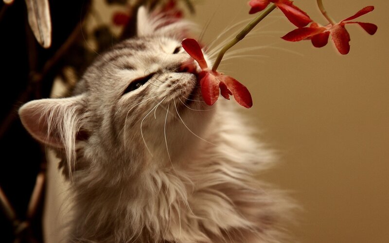 Fluffy Cat Sniffing Flower — Gray