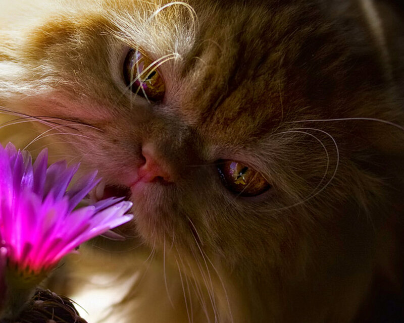 Fluffy Cat Sniffing Flower — Purple