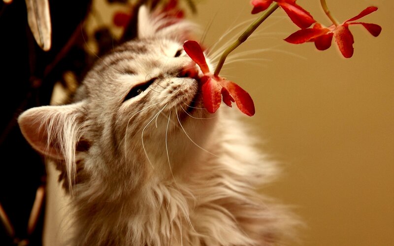 Fluffy Cat Sniffing Flower — White