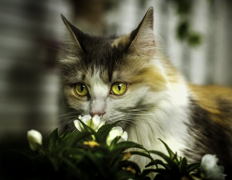 Fluffy Cat Sniffing Flowers — White, Calm