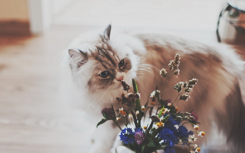 Fluffy Cat Sniffing Flowers — White
