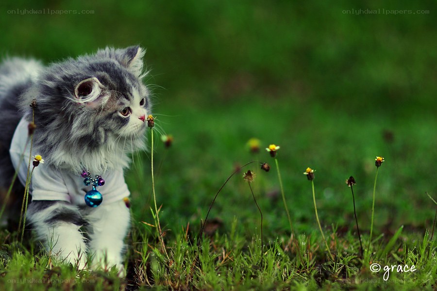 fluffy cat sniffing flowers