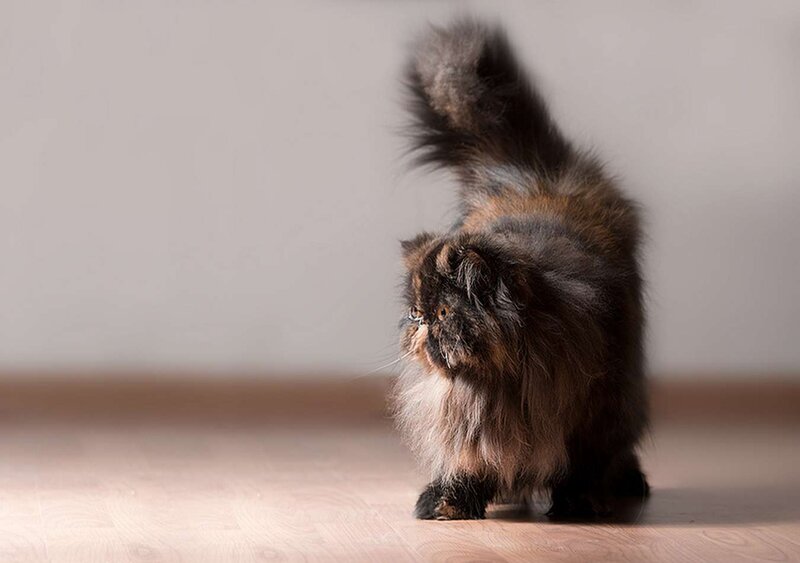 Fluffy Cat Standing — Brown