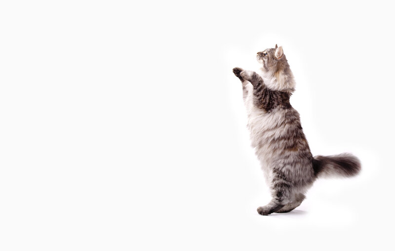 Fluffy Cat Standing — Gray