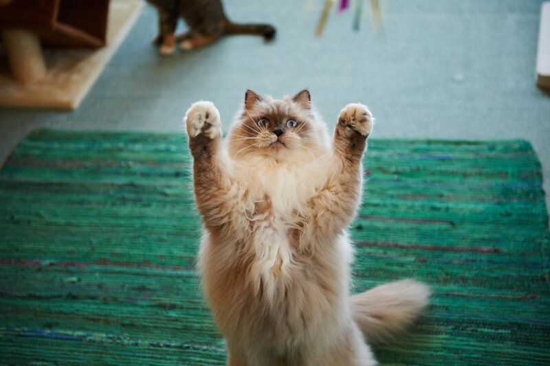 Fluffy Cat Standing — Green