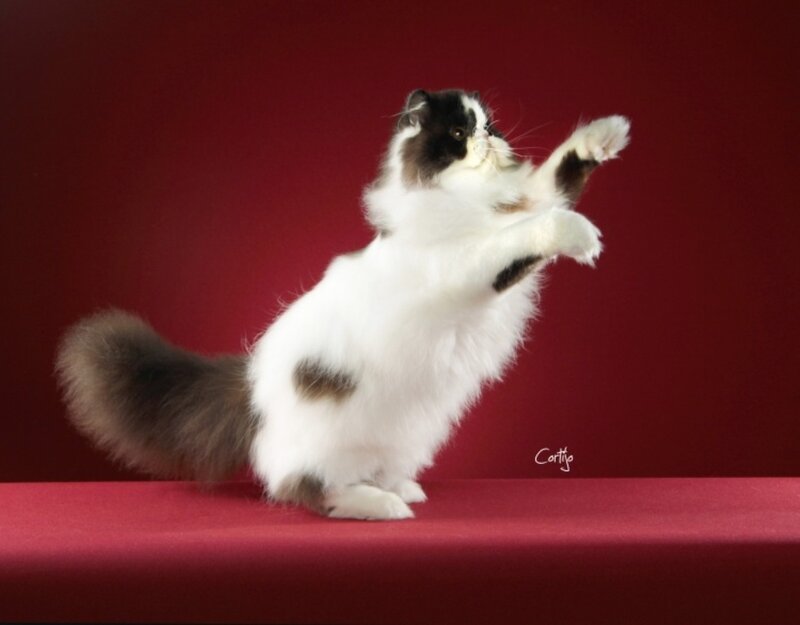 Fluffy Cat Standing
