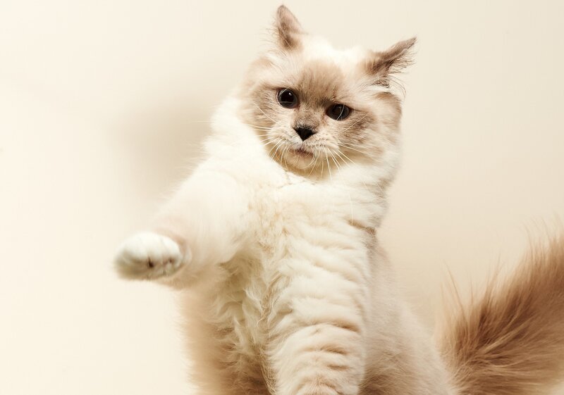 Fluffy Cat Standing — White