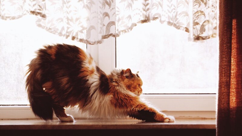 Fluffy Cat Stretching — Brown, Calm