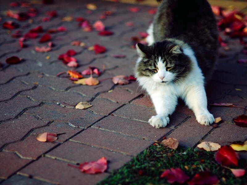 Fluffy Cat Stretching — Brown