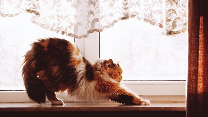 fluffy cat stretching by window