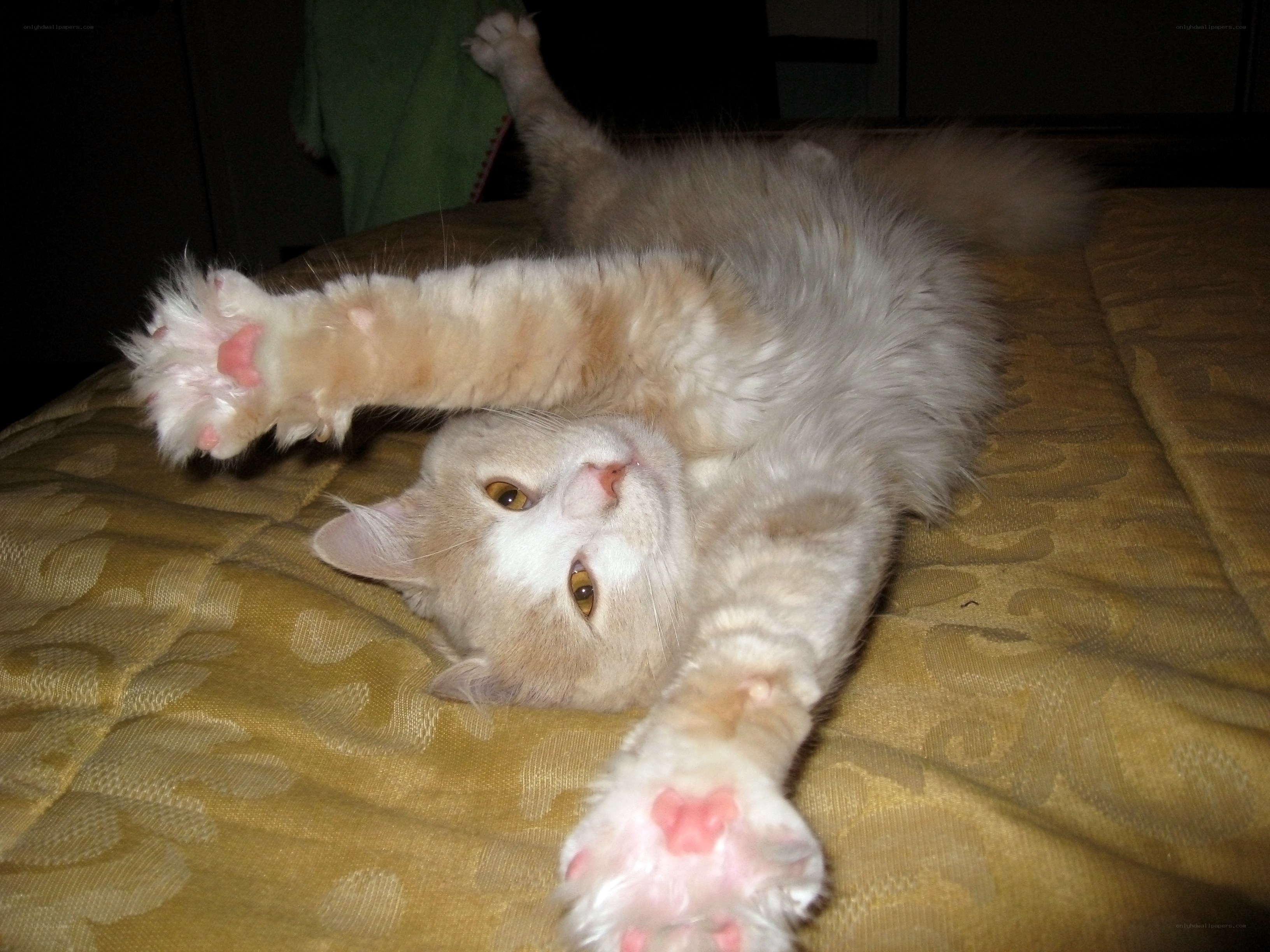 fluffy cat stretching on bed