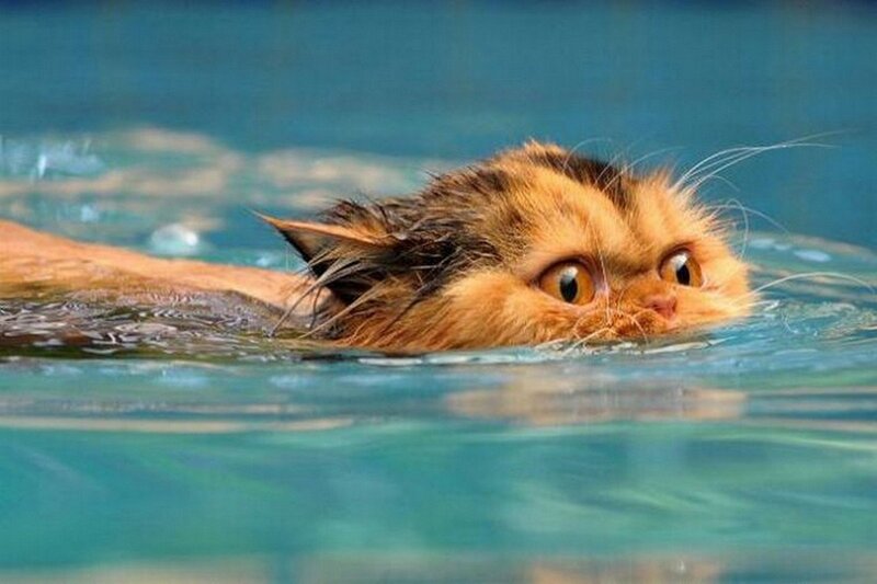 Fluffy Cat Swimming