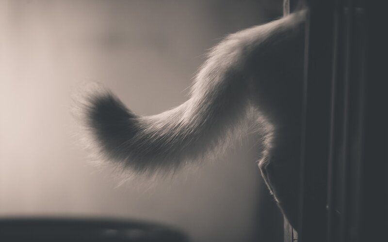 fluffy cat tail in soft light