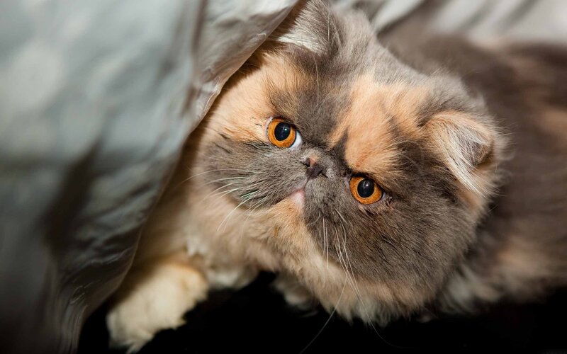 fluffy cat under blanket