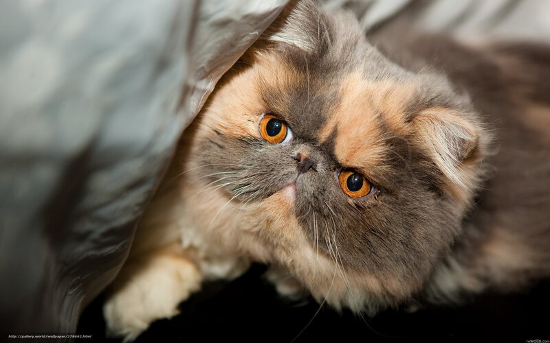 Fluffy Cat under Blanket — Gray, Calm