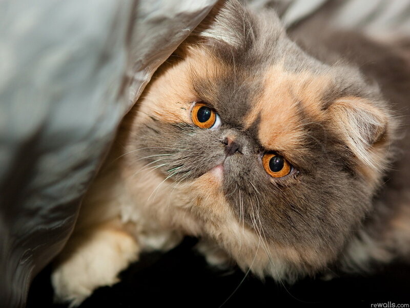 Fluffy Cat under Blanket — Gray