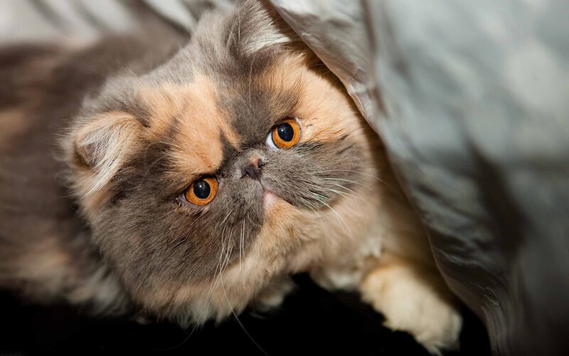 fluffy cat under blanket