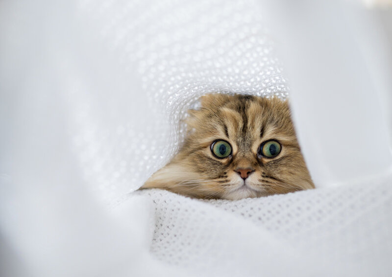 Fluffy Cat under Blanket — White, Curious