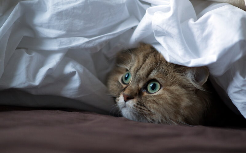 Fluffy Cat under Blanket — White