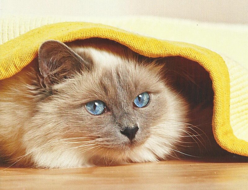 Fluffy Cat under Blanket — Yellow