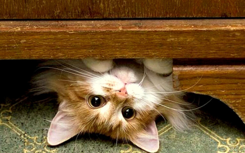 Fluffy Cat under Furniture — Brown, Curious, Photograph, Carpet