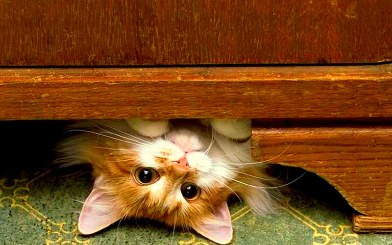 Fluffy Cat under Furniture — Brown, Curious, Photograph, Floor