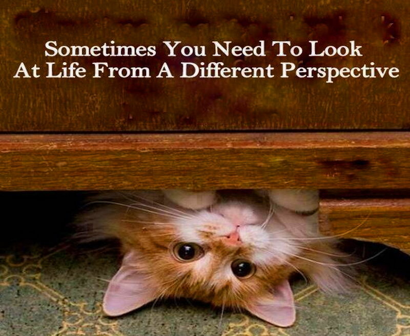 Fluffy Cat under Furniture — Brown, Curious, Photograph