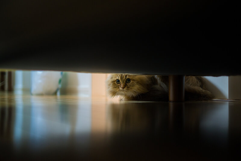 Fluffy Cat under Furniture — Brown, Curious