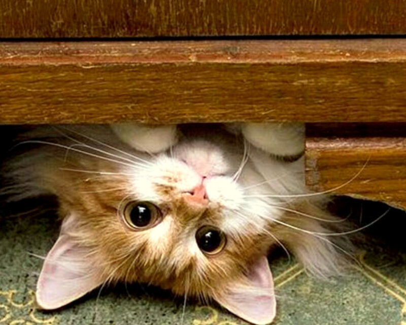 Fluffy Cat under Furniture — Brown