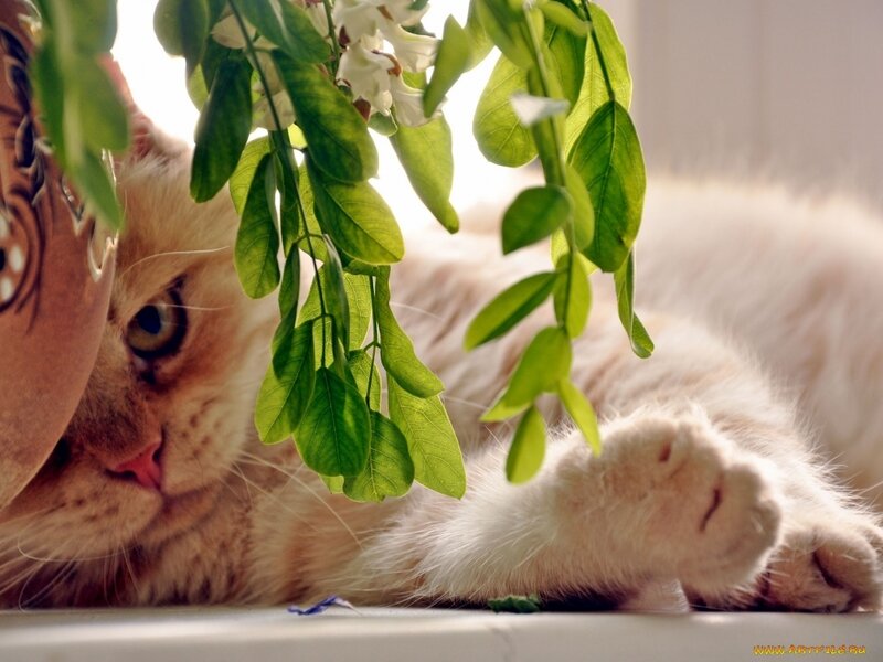Fluffy Cat under Leaves