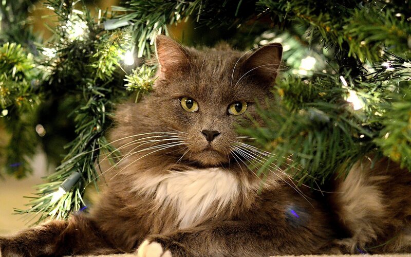 Fluffy Cat under Tree