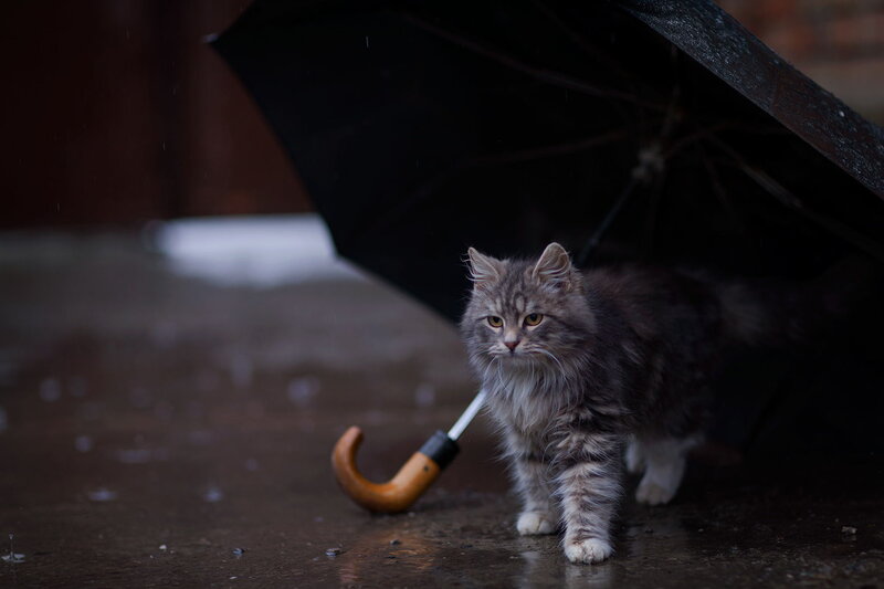 Fluffy Cat under Umbrella — Gray