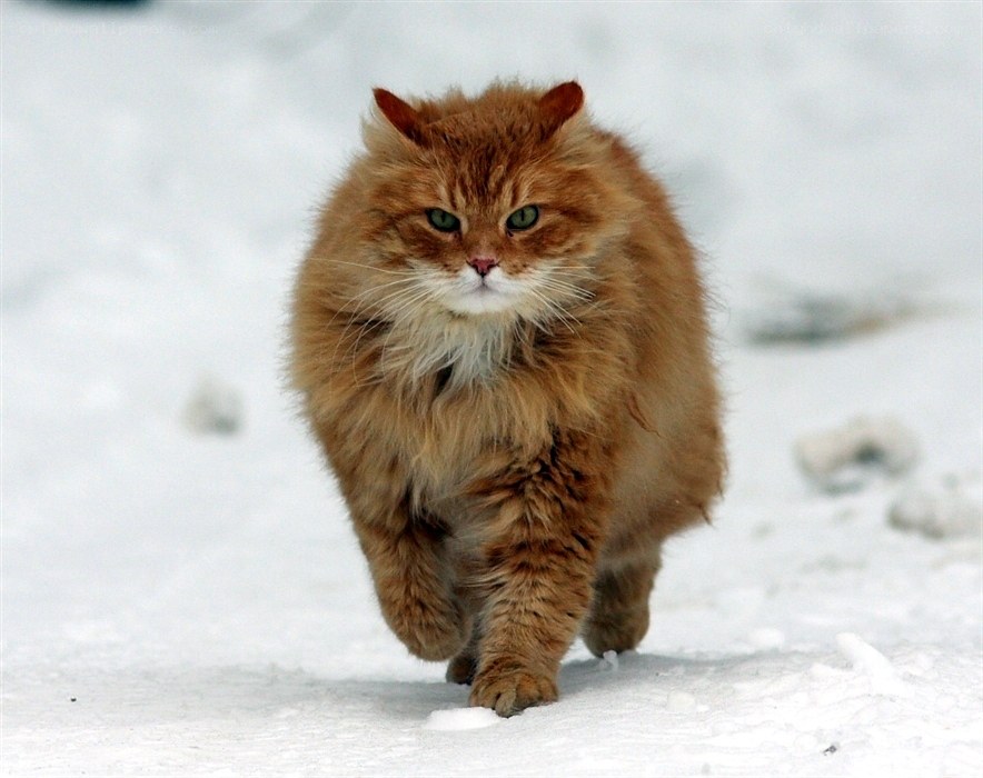 fluffy cat walking in snow
