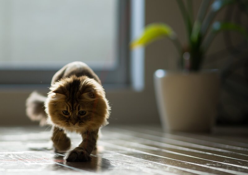 fluffy cat walking on floor