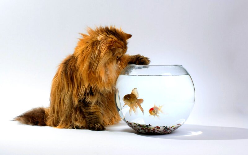 Fluffy Cat Watching Fish
