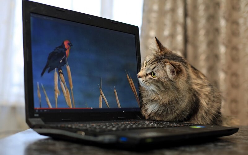 Fluffy Cat Watching Laptop