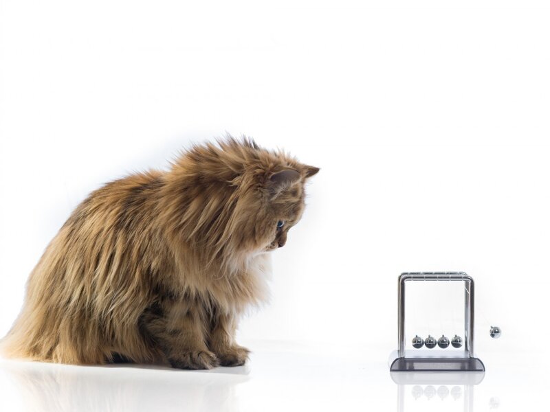 Fluffy Cat Watching Pendulum — Brown