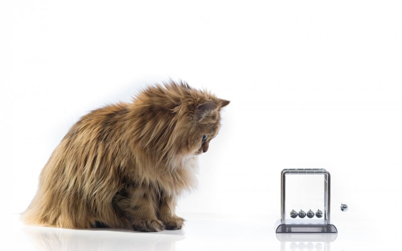 Fluffy Cat Watching Pendulum
