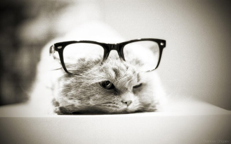 Fluffy Cat Wearing Glasses