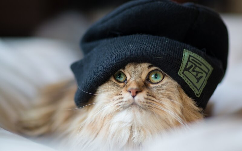 Fluffy Cat Wearing Hat — Black, Calm, Photograph