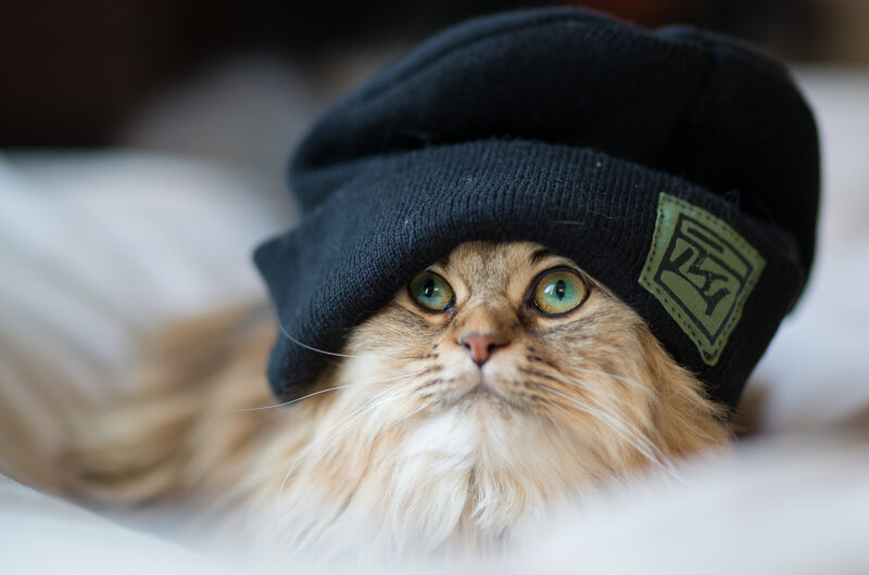 Fluffy Cat Wearing Hat — Black, Calm