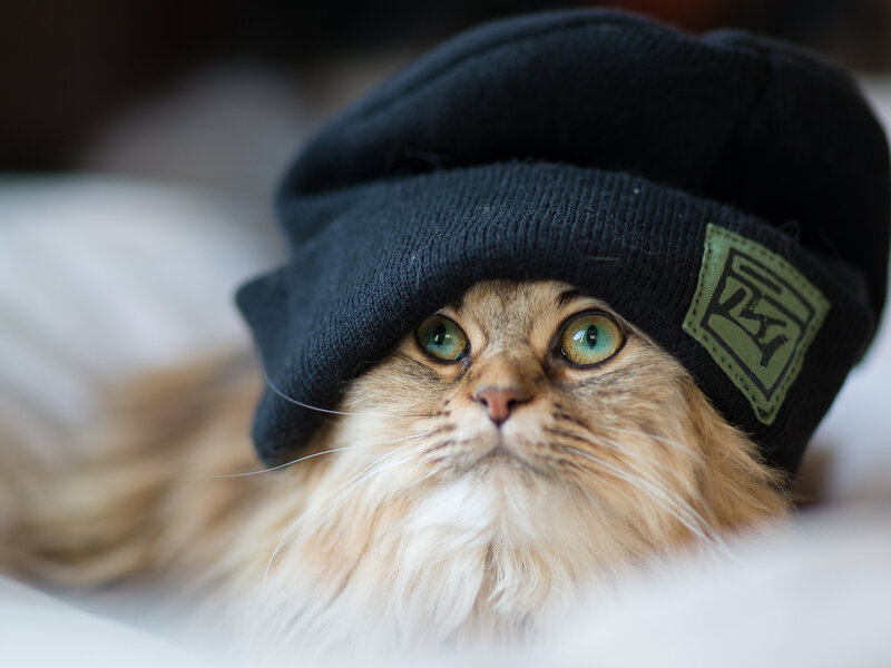 Fluffy Cat Wearing Hat — Black