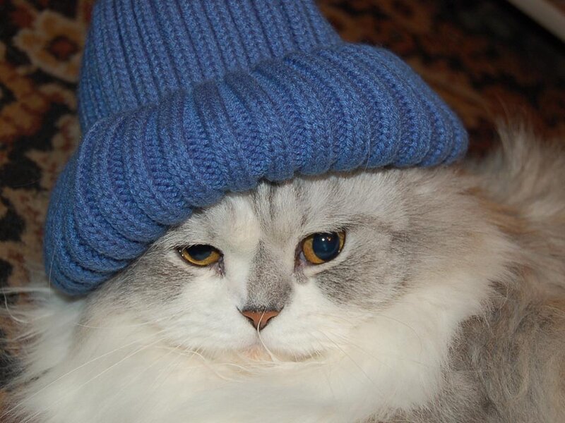 Fluffy Cat Wearing Hat — Blue
